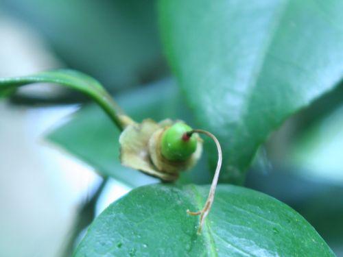 adolphe veneux 28 avril 007.jpg