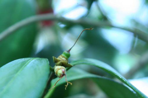 adolphe veneux 28 avril 007 (4).jpg