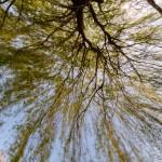 La foret-2 La Bretagne coté terre