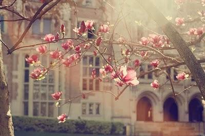 Ne devinez-vous pas pourquoi je meurs d'amour ?La fleur m...