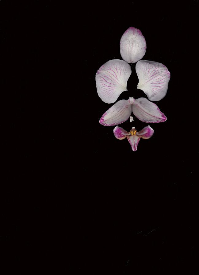 orchidée au papillon (9)
