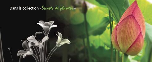 Arte :  Secrets des plantes de Francois Xavier Vives