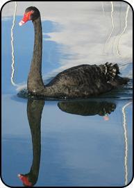 Black-swan