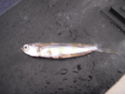 Tour de l'anticyclone des Bermudes