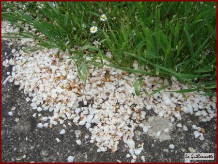 Il neige dans mon jardin.....