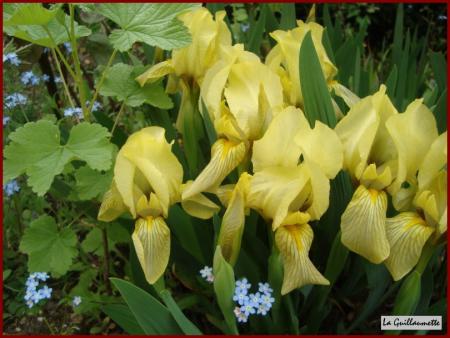 Il neige dans mon jardin.....