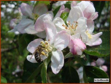 Il neige dans mon jardin.....