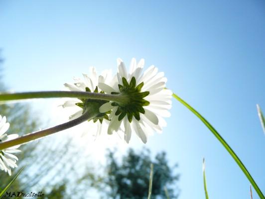 Allongée dans l'herbe...