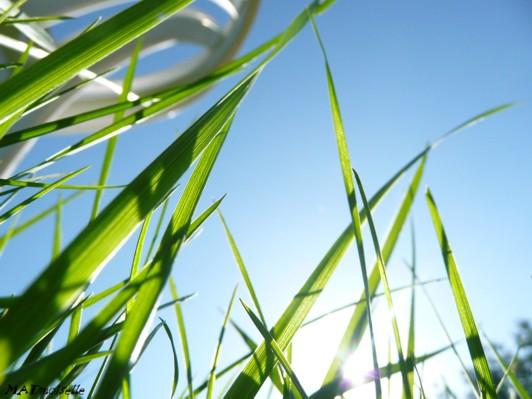 Allongée dans l'herbe...