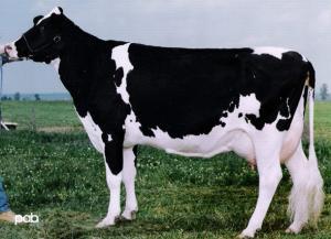 Image 3 Peur chevaline et bonheur bovin