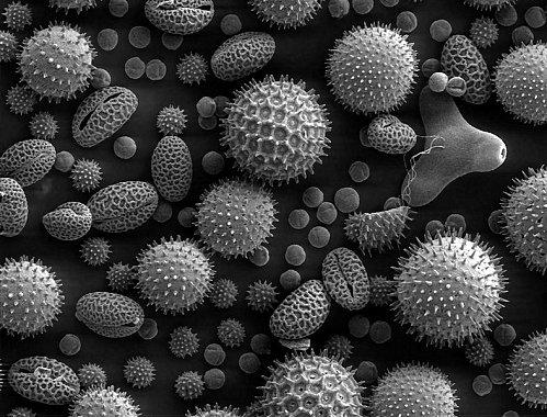 788px-Misc pollen