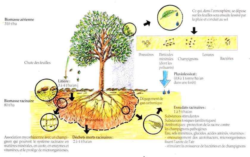 Les facteurs écologiques biotiques