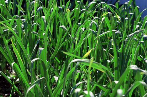 ニンニク alho Garlic ail