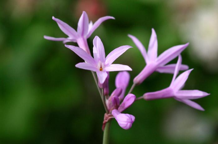 Tulbaghia violacea ail de société