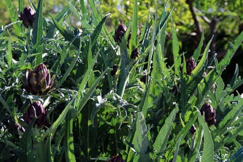 菜薊 خرشوف Latva-artisokka