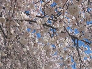 Et vous, quel(s) rêve(s) allez vous realiser cet été?