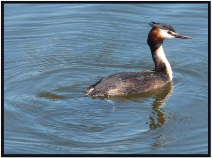 Les couettes de l’oiseau
