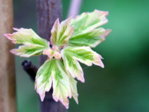 feuillage romi 30 avril 089.jpg