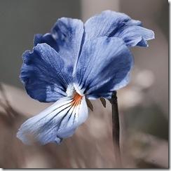 fleur bleu
