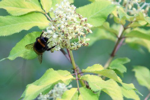 bourdon romi 30 avril 048.jpg