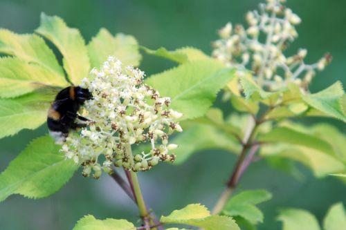 bourdon romi 30 avril 049.jpg