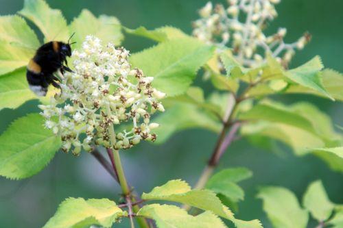 bourdon romi 30 avril 050.jpg