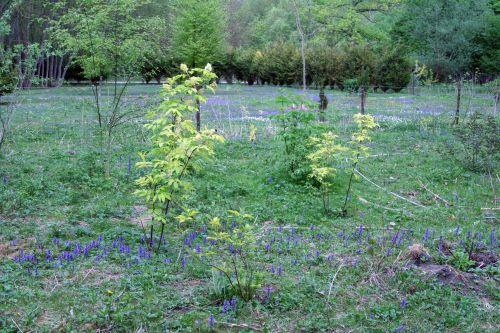 coup de f aurea madonna romi 30 avril 051.jpg