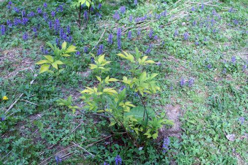 nigra aurea romi 30 avril 059.jpg