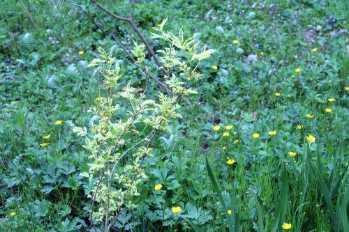 madonna romi 30 avril 081.jpg