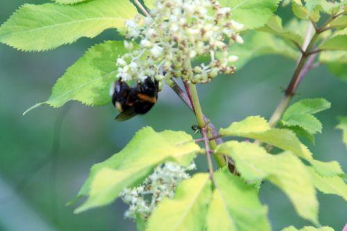 bourdon romi 30 avril 045.jpg