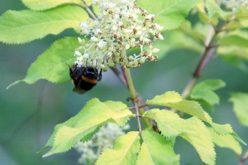 bourdon romi 30 avril 046.jpg