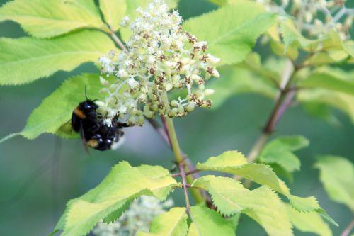 bourdon romi 30 avril 047.jpg