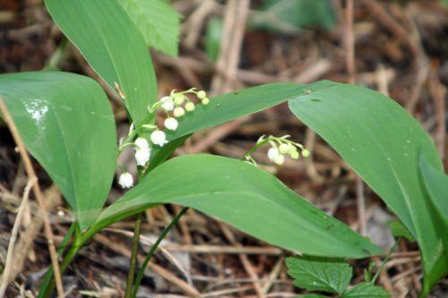 muguet romi 2 mai 015.jpg