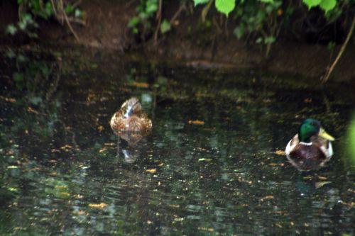 canards romi 2 mai 009.jpg