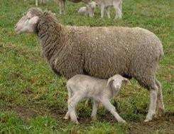 Un agneau se tient prטs de sa mטre prטs de Seelow en Allemagne