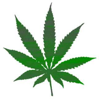 W-Feuille-de-Cannabis