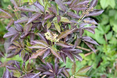 purpurea romi 2 mai 040.jpg