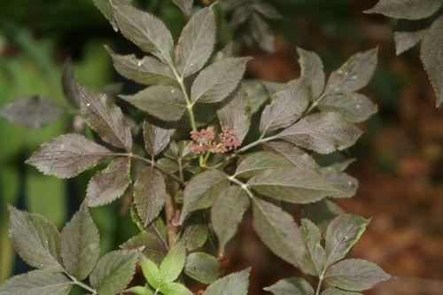 guincho veneux 4 mai 002.jpg