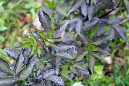 black b romi 2 mai 037.jpg