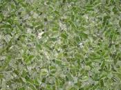 C’est vert n’est grenouille