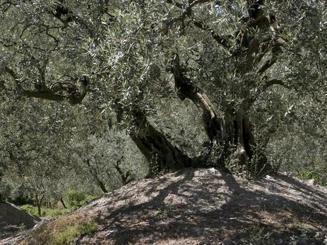 Provence Côte d'Azur : olivier