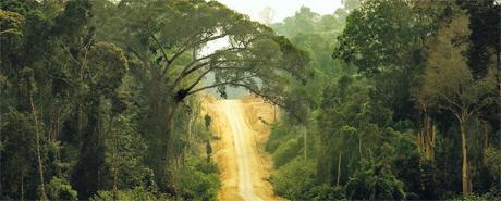 exploitation-foret-primaire Bois illégal: l’écolabel européen pris à défaut sur le papier