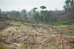 Bois illégal: l’écolabel européen pris à défaut sur le papier