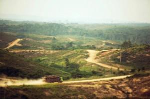 exploitation-forestiere Bois illégal: l’écolabel européen pris à défaut sur le papier