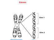 Piste dans compréhension mouvements involontaires