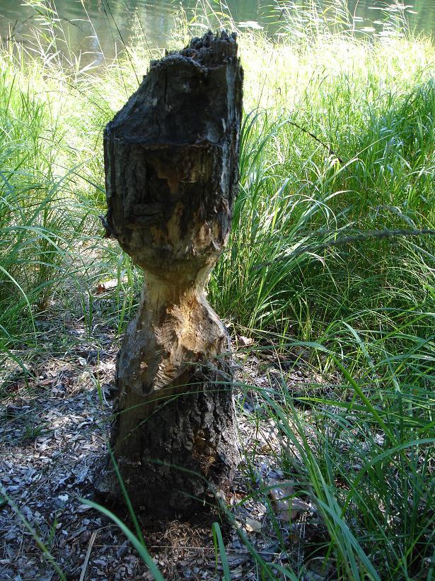 Les  ravages causés par les Castors dans les Forêts scandinaves.