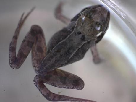 grenouille rousse 2 grenouille rousse