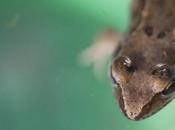 petites grenouilles rousses sont retour