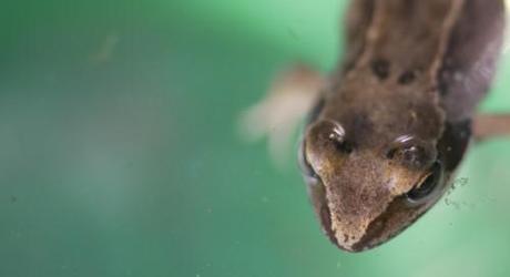 grenouille rousse 1 tête tête de grenouille rousse