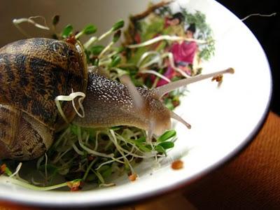 Les Citoyens de la RAAAALe Petit NouveauAmbroise !